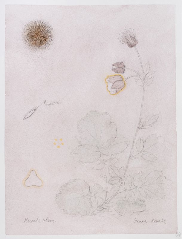 Marianne Mannsåker - Herbarium